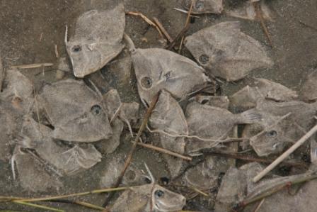 Fischschwarm im Sand